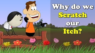 Why do we Scratch our Itch? + more videos | #aumsum #kids #science #education #children