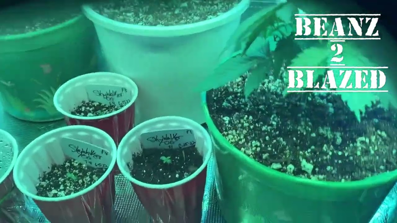 How my first grow is going starting with Kind LED’s X80 veg bar!!!