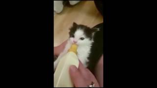 Видео Ест так, что за ушами трещит (автор: Анатолий Самсонов)