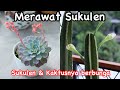 RUTINITAS MERAWAT SUKULEN