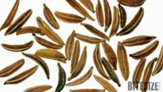 Caraway