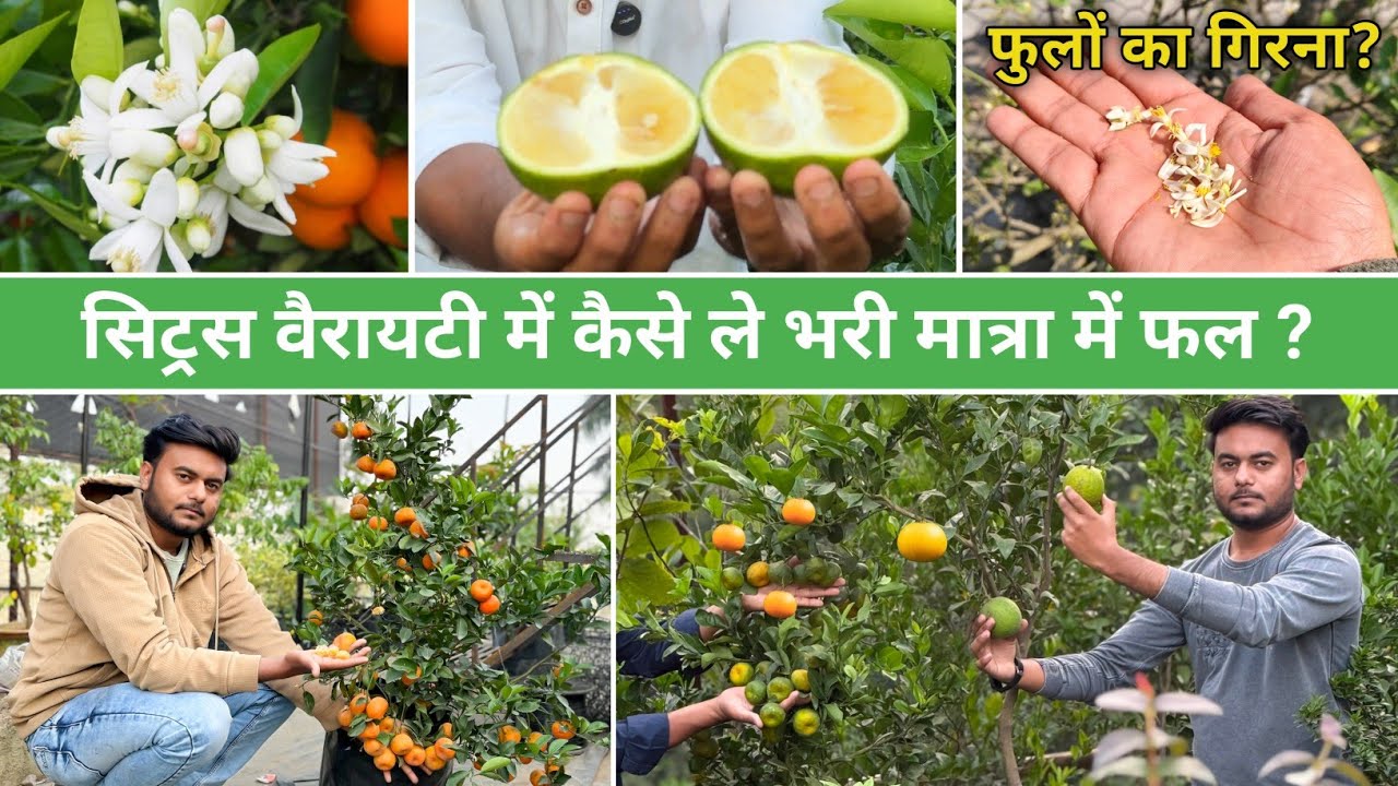सिट्रस वैराइटी में कैसे ले भरी मात्रा में फल ? | Avadh Nursery | Online plants | Malihabad | Lucknow