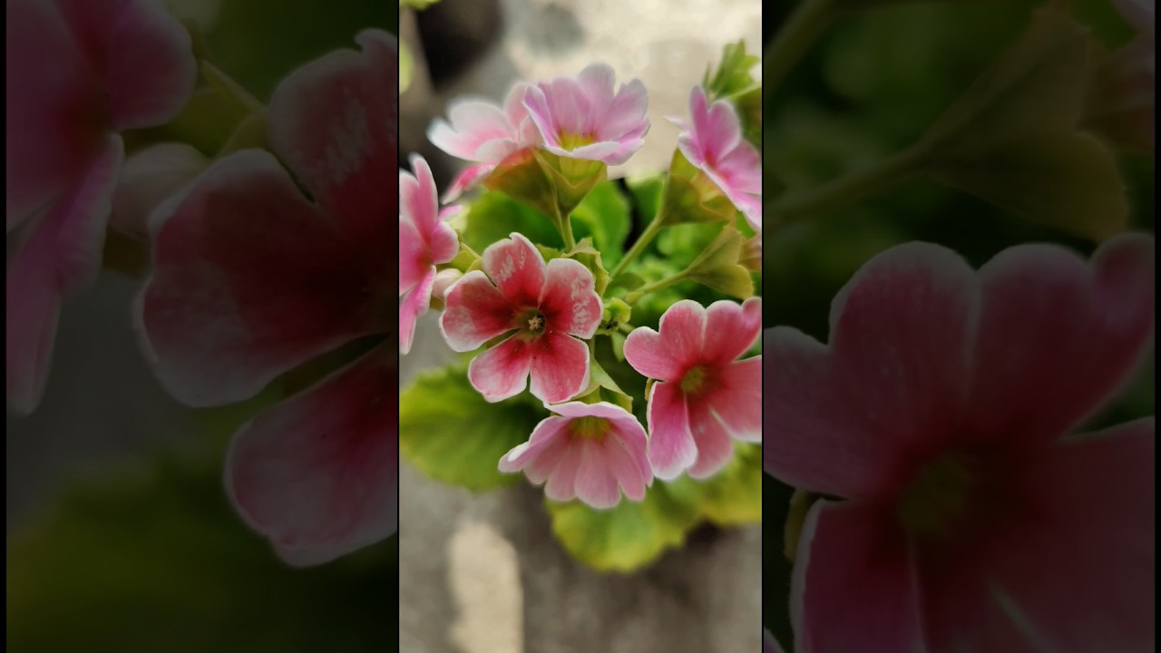 Beautiful Primula Obconica Flowers | 