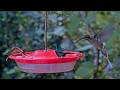 Two Hermit Species Visit The Panama Hummingbird Feeder Cam | May 18, 2026