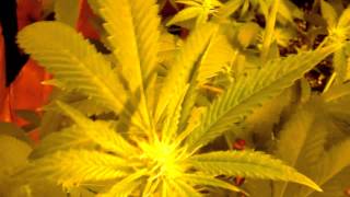 MG420: Week 3 Flower, Veg, Clones, Grow Update! (600w Hps Grow Tent) 1080p