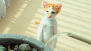 This Kitten Is Driving Me Crazy With Its New Habits! (ENG SUB)