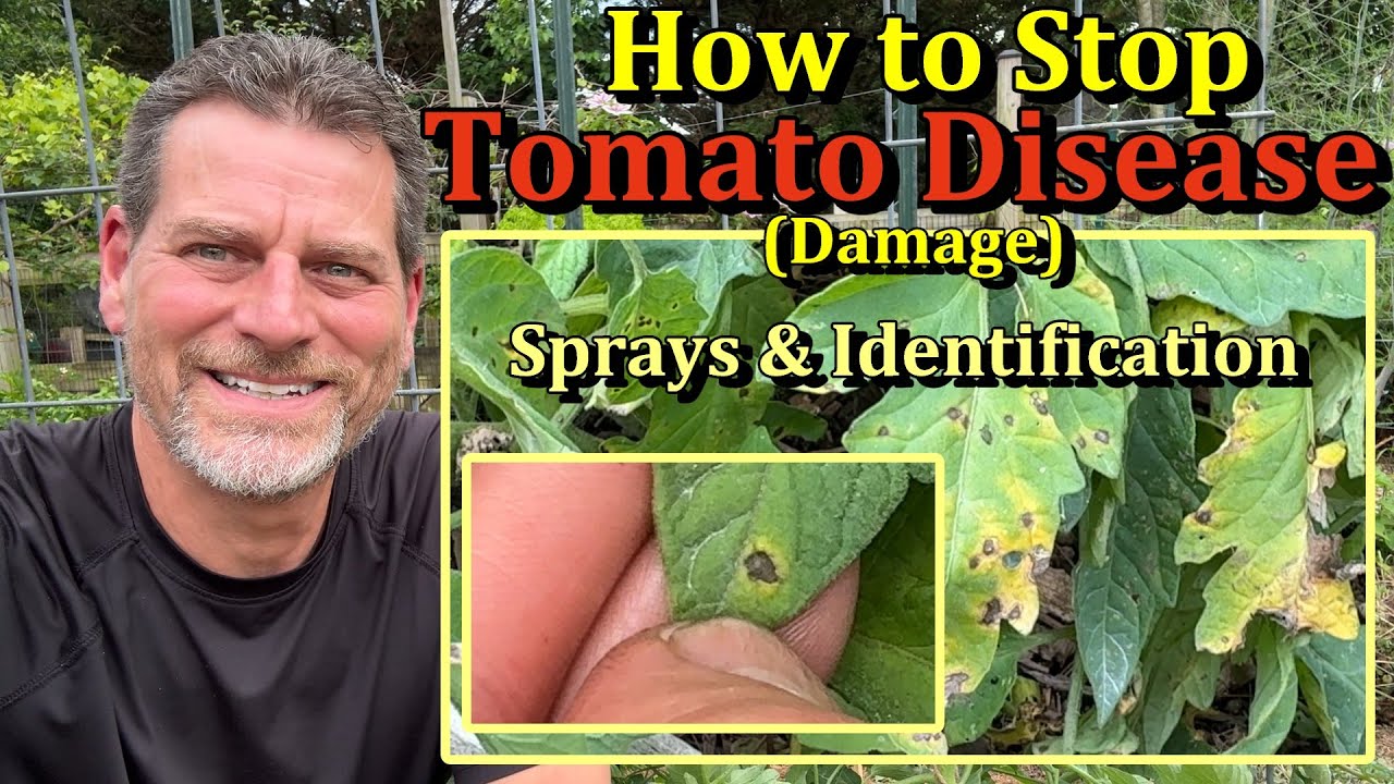 How to Prevent Tomato Plant Fungal Diseases (Leaf Examples & 4 Sprays)