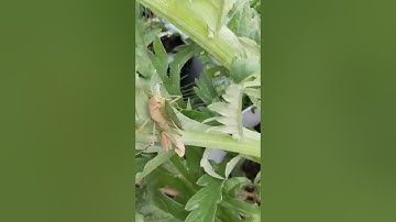 Praying Mantis with Headless male still attached after mating!!! #prayingmantis  #headless