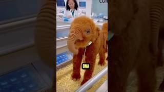 🦣 Animals Scientists Want To Bring Back Using DNA 😱