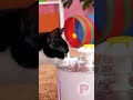 Best Summer Gadget for Your Cat #pets #gadgets