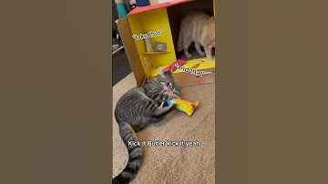 New favorite cat toys! #cats #catshorts #cattoys #catnip #catlover #catvideos #gingercat #orangecat