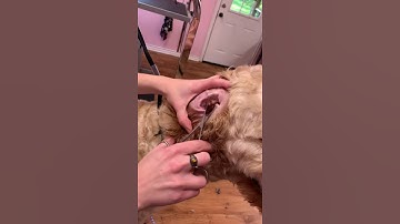 D4 - Removing Ear Hair Step 4