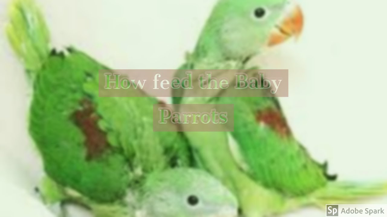 How to Feed a Parrot with Healthy Diet YouTube