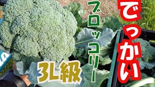 巨大ブロッコリー収穫と防除祭りな1日19/6/5#698