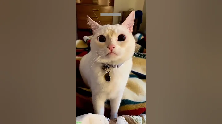 Video 10771251: toilet cat funny, funny dog cat talking, funny cats dogs clean