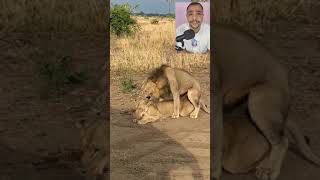 لا تحاول تقترب من الأسد في هذا الوقت  The lion during intercourse with his wife