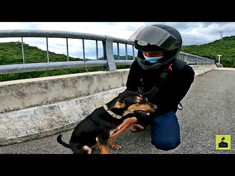 Video Cưu mang chú chó cắn gà bị chủ bỏ rơi - tập 76 - youtube