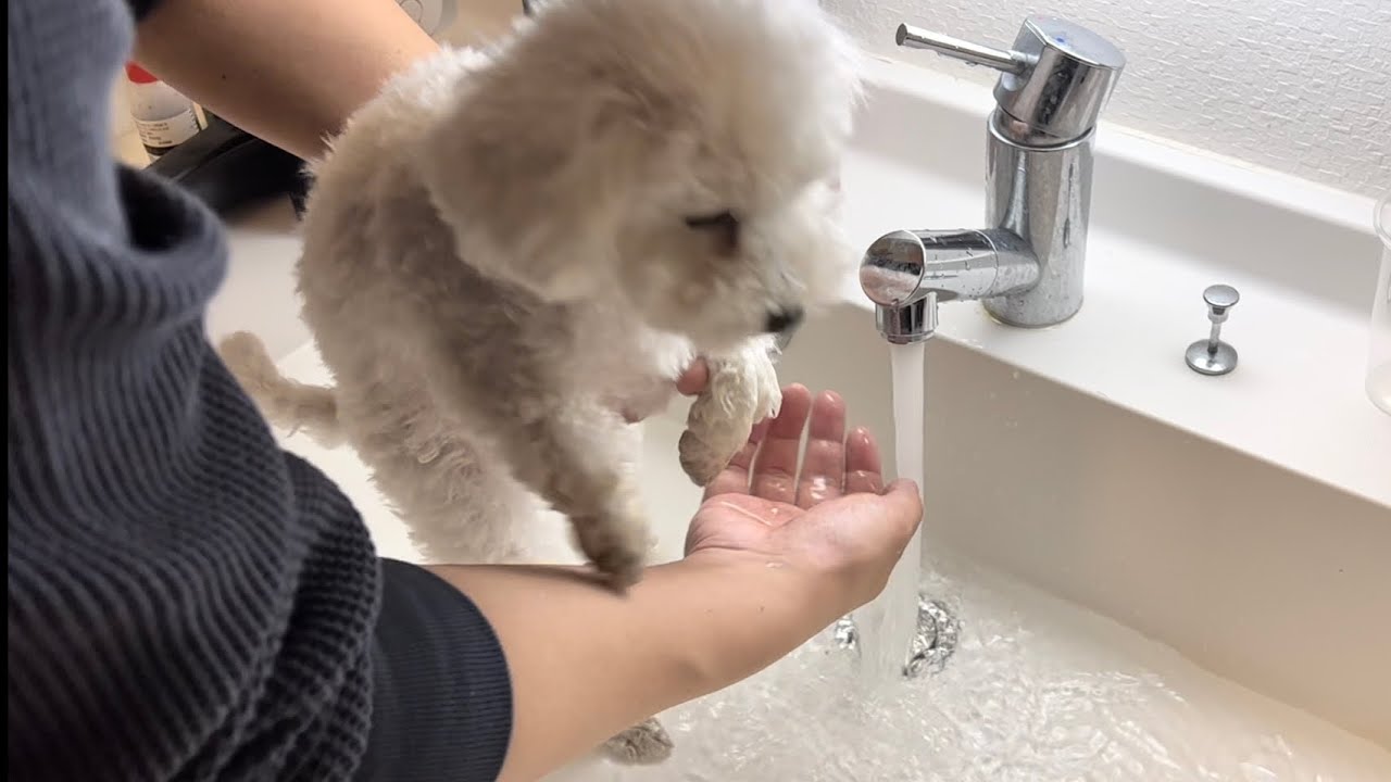 早朝からブチ切れて収集が付かなくなった犬