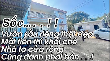 Sốc..! Cô chú bán vườn sầu riêng thu hoạch mạnh cực kì tâm huyết tại bà rịa Vũng tàu nhìn mê quá đi