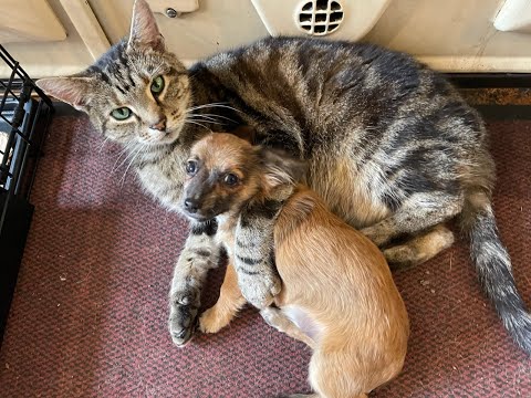 Cat Ovenmitt gives puppy Java a thorough bath, including his ears