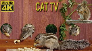 Cat TV for Cats to watch | Squirrels & Birds 🐦in the Jerry Mouse hole, hide and seek for cats 4K UHD by Birder King Studio 705 views 2 months ago 10 hours