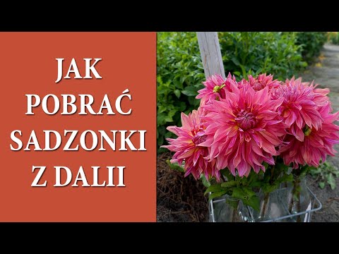 Wideo: Rozmnażanie dalii z sadzonek - porady dotyczące uprawy sadzonek dalii