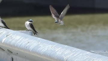 Tree Swallows in slo mo