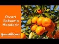 Owari Satsuma Mandarin | NatureHills.com