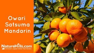 Owari Satsuma Mandarin | NatureHills.com