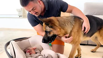 German Shepherd Wanted To See The Baby When Dad Let Him See Her He Did Whats Never Been Expected