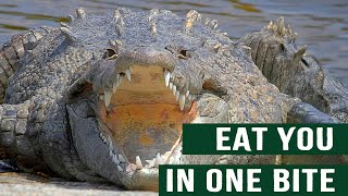 THE APEX DINOSAURS THAT WALK AMONG US: THE KILLER CROCODILE