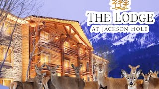 #TheLodgeAtJacksonHole -(Deer/Part 1)