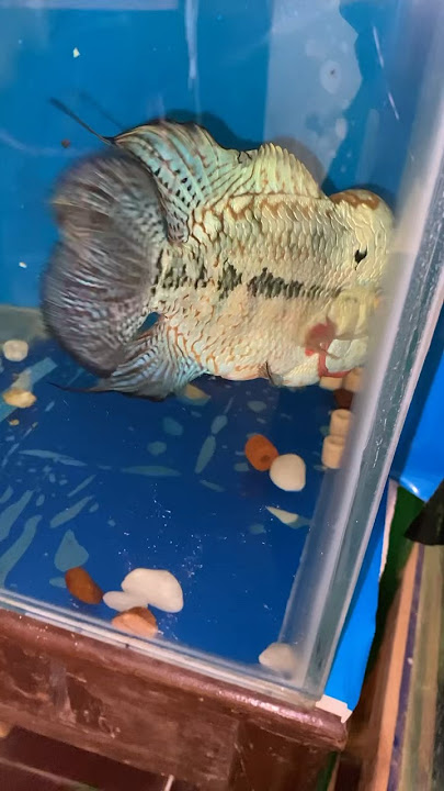 F2 kamfa vs F1 kamfa 👿 | The legends | #shorts #flowerhorn