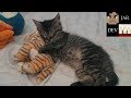 Valyrito's Vlog #1 - Meet Kirito!