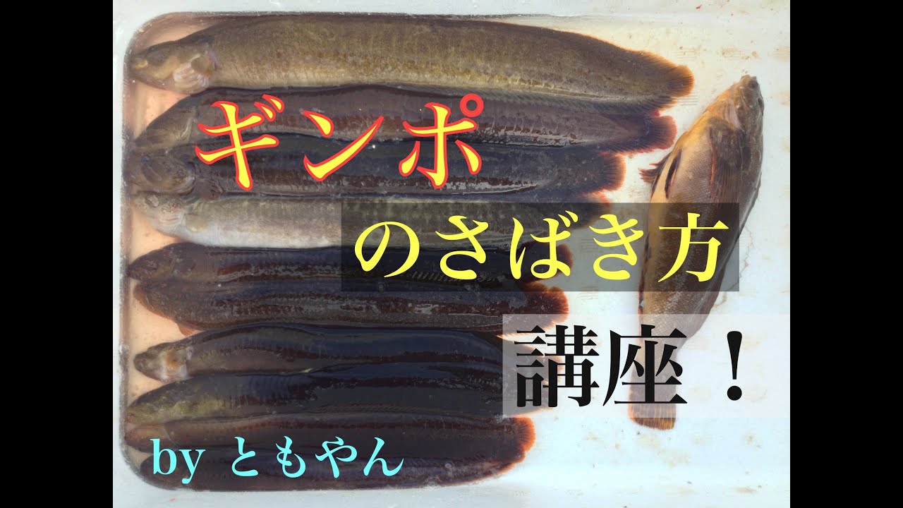 釣って食べたい ギンポ とは その生態から釣り方 食べ方をご紹介 暮らし の