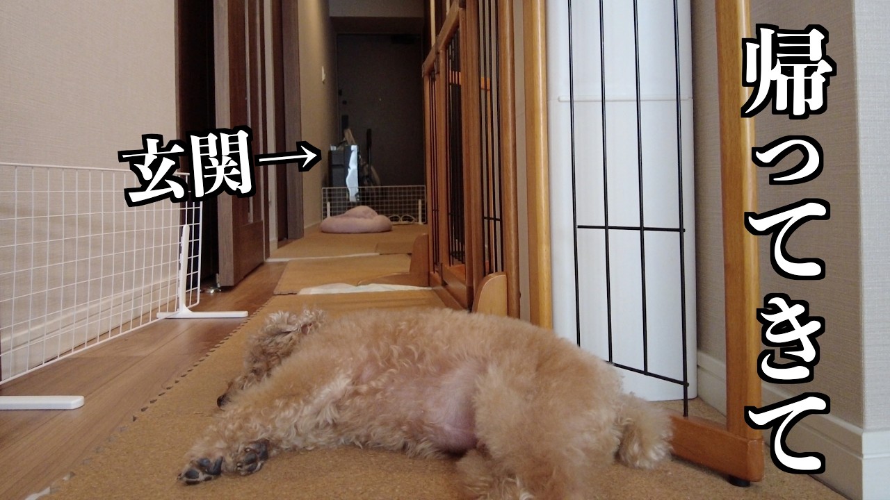 ママが妊娠中に帰ってこないパパさんを待つ愛犬の行動に胸が締め付けられました…