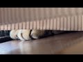 今までお世話になりました?😸