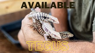 Incredible Baby Tegu Lineup!