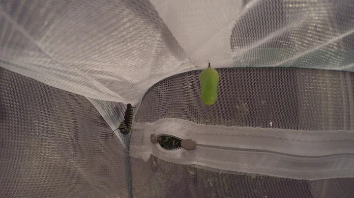 caterpillar morph