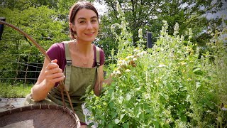 Meet Catmint- A perfect Herb for a Cranky someone!