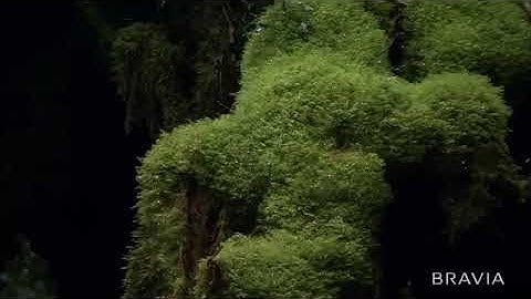 سورة المرسلات بصوت هزاع البلوشي صوت جميلة و رائعة جدا