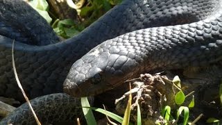 VIBORA NEGRA | SNAKE VS SNAKE |