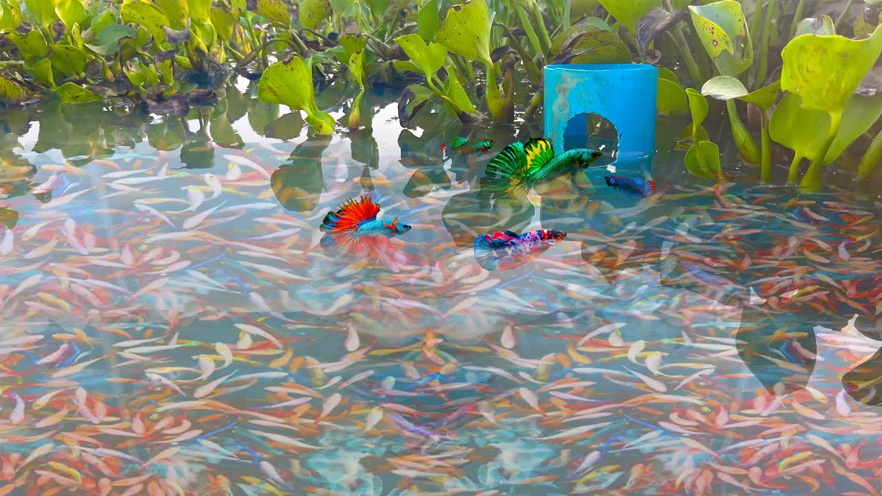 How To Make Easy Betta Fish And Wild Fish Trap By Using PVC Pipe At The ...