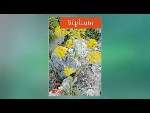 Vidéo: Pourquoi l'ancienne plante Silphium était si chère