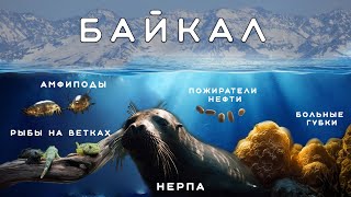 Кто живет в Байкале: пожиратели нефти, больные губки, амфиподы, ленивые рыбы, нерпа