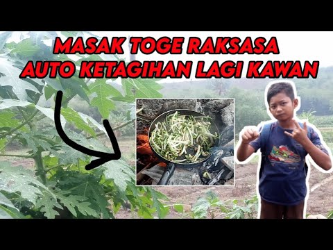 masak TOGE RAKSASA di pesawahan || auto ketagihan.