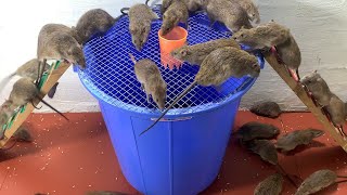 The most effective way to trap mice with a plastic bucket