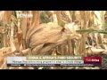 Talk Africa: China Africa Agriculture Co operation