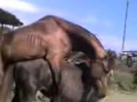 Caballos xxx Caballos xxx