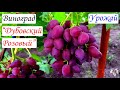 Виноград Дубовский Розовый. Урожай и особенности гибридной формы